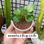 ช้อนเงิน ช้อนทอง ไม้ มงคล ไม้ ฟอก อากาศ ต้นไม้ ออนไลน์