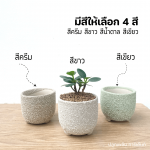 ช้อนเงิน ช้อนทอง ไม้ มงคล ไม้ ฟอก อากาศ ต้นไม้ ออนไลน์
