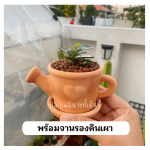 ช้อนเงิน ช้อนทอง ไม้ มงคล ไม้ ฟอก อากาศ ต้นไม้ ออนไลน์
