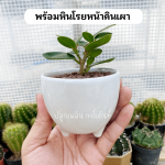 ช้อนเงิน ช้อนทอง ไม้ มงคล ไม้ ฟอก อากาศ ต้นไม้ ออนไลน์