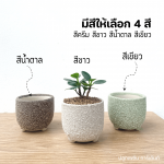 ช้อนเงิน ช้อนทอง ไม้ มงคล ไม้ ฟอก อากาศ ต้นไม้ ออนไลน์