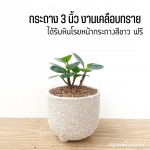 ช้อนเงิน ช้อนทอง ไม้ มงคล ไม้ ฟอก อากาศ ต้นไม้ ออนไลน์