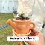 ช้อนเงิน ช้อนทอง ไม้ มงคล ไม้ ฟอก อากาศ ต้นไม้ ออนไลน์