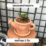 ช้อนเงิน ช้อนทอง ไม้ มงคล ไม้ ฟอก อากาศ ต้นไม้ ออนไลน์