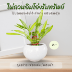 ไผ่กวนอิม ไม้ มงคล ไม้ ฟอก อากาศ ต้นไม้ ออนไลน์