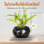 ไผ่กวนอิม ไม้ มงคล ไม้ ฟอก อากาศ ต้นไม้ ออนไลน์