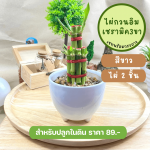 ไผ่ กวนอิม ไม้ มงคล ไม้ ฟอก อากาศ ต้นไม้ ออนไลน์