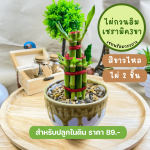 ไผ่ กวนอิม ไม้ มงคล ไม้ ฟอก อากาศ ต้นไม้ ออนไลน์