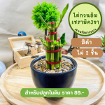 ไผ่ กวนอิม ไม้ มงคล ไม้ ฟอก อากาศ ต้นไม้ ออนไลน์