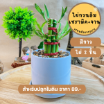 ไผ่ กวนอิม ไม้ มงคล ไม้ ฟอก อากาศ ต้นไม้ ออนไลน์