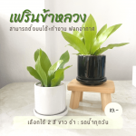 เฟิร์นข้าหลวง ไม้ มงคล ไม้ ฟอก อากาศ ต้นไม้ ออนไลน์