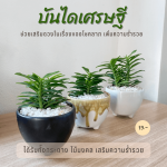 ต้นบันไดเศรษฐี มงคล ไม้ ฟอก อากาศ ต้นไม้ ออนไลน์