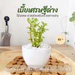 เบี้ยเศรษฐี ไม้ มงคล ไม้ ฟอก อากาศ ต้นไม้ ออนไลน์