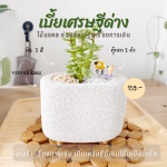 เบี้ยเศรษฐี ไม้ มงคล ไม้ ฟอก อากาศ ต้นไม้ ออนไลน์