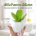 เฟิร์นข้าหลวง ไม้ มงคล ไม้ ฟอก อากาศ ต้นไม้ ออนไลน์