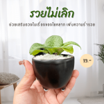 รวยไม่เลิก ไม้ มงคล ไม้ ฟอก อากาศ ต้นไม้ ออนไลน์