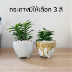 เฟิร์นข้าหลวง ไม้ มงคล ไม้ ฟอก อากาศ ต้นไม้ ออนไลน์