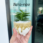 เฟิร์นข้าหลวง ไม้ มงคล ไม้ ฟอก อากาศ ต้นไม้ ออนไลน์