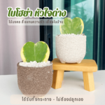 ใบโอย่า ต้นไม้ออนไลน์ ไม้มงคล ไอเดียของขวัญ