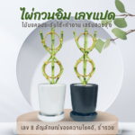 ไม้มงคล ฟอกอากาศ ต้นไม้ออนไลน์ ไผ่กวนอิม สีทอง เสริมฮวงจุ้ย