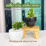 ไม้มงคล ฟอกอากาศ ต้นไม้ออนไลน์ เกลียวเงิน เกลียวทอง