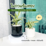 ไผ่กวนอิม สีทอง