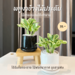 พลูด่าง พลูงาช้าง ไม้ฟอกอากาศ ดูดซับสารพิษ  พร้อม กระถางเซรามิค