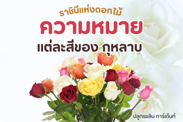 กุหลาบ ราชินีแห่งดอกไม้ ความหมายของแต่ละสี มีอะไีรบ้าง