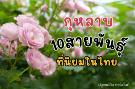 ดอกไม้กุหลาบ ทำความรู้จัก 10 สายพันธุ์กุหลาบที่นิยมในไทย