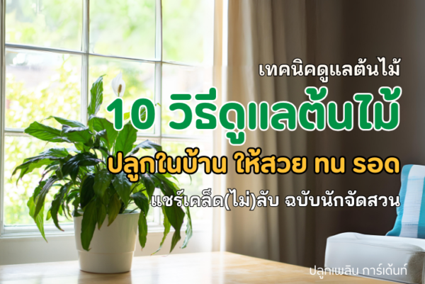 10 วิธีดูแลต้นไม้ ปลูกในบ้าน ให้สวย ทน รอด ไม่ตายแน่นอน