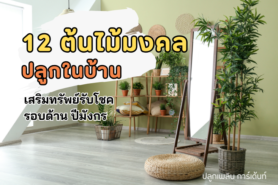 12 ต้นไม้มงคล 2567 ปลูกในบ้านเสริมทรัพย์รับโชครอบด้านปีมังกร