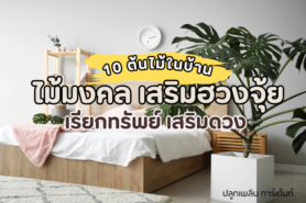 แนะนำ ต้นไม้มงคล 10 ชนิด ปลูกในบ้านได้ เรียกทรัพย์ เสริมดวง