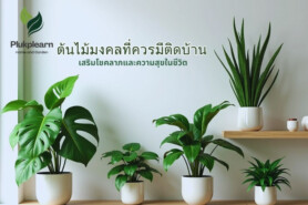 10 ต้นไม้มงคลในบ้าน - ควรมีติดบ้าน: เสริมโชคลาภและความสุขในชีวิต