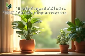 10 เคล็ดลับดูแลต้นไม้ในบ้าน ให้สวยอึด ทนทุกสภาพอากาศ