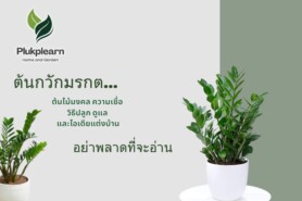 3 เรื่องน่ารู้ ต้นกวักมรกต วิธีปลูก ดูแล และไอเดียแต่งบ้าน
